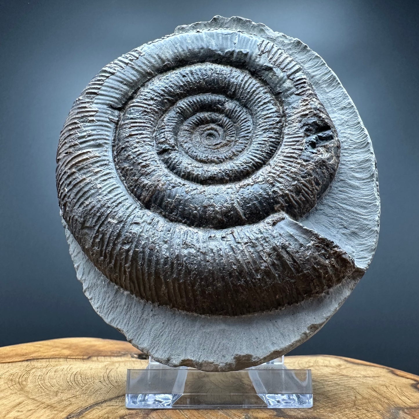 Dactylioceras tenuicostatum Ammonite fossil with box and stand - Whitby, North Yorkshire Jurassic Coast