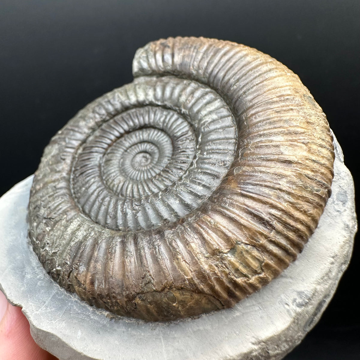 Dactylioceras Ammonite Fossil With box and Stand - Whitby, North Yorkshire Jurassic Coast Yorkshire Fossils