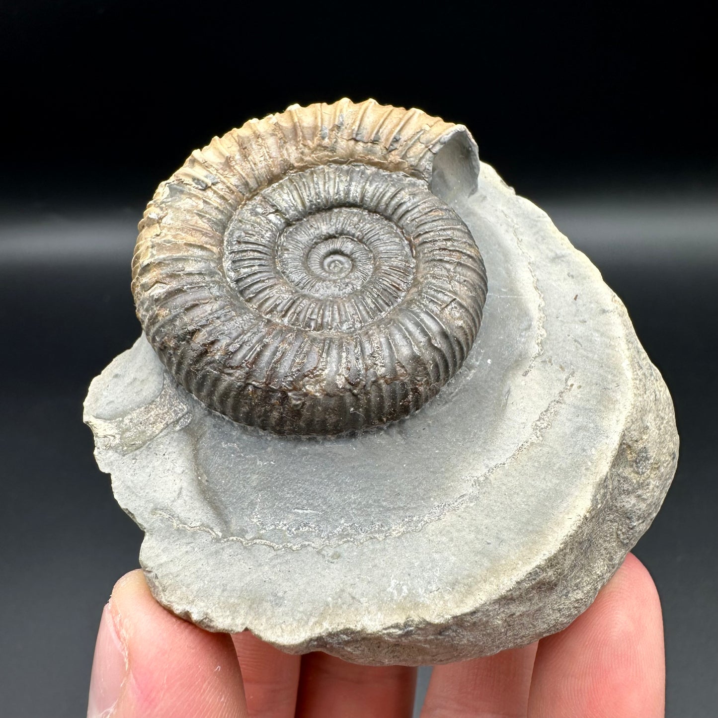 Dactylioceras Ammonite Fossil With Box And Stand - Whitby, North Yorkshire Jurassic Coast Yorkshire Fossils