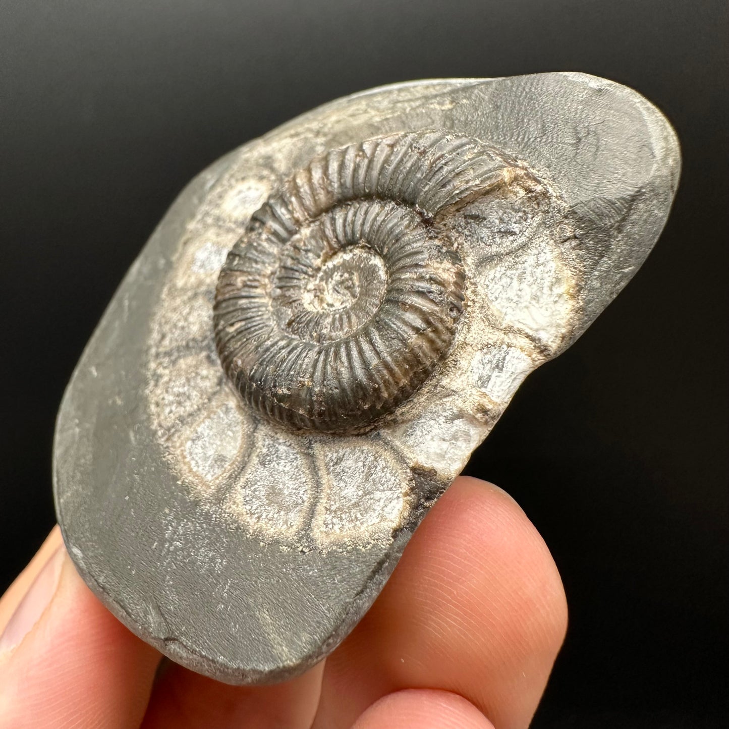 Dactylioceras Ammonite Fossil Gift Set - Whitby, North Yorkshire Jurassic Coast Yorkshire Fossils