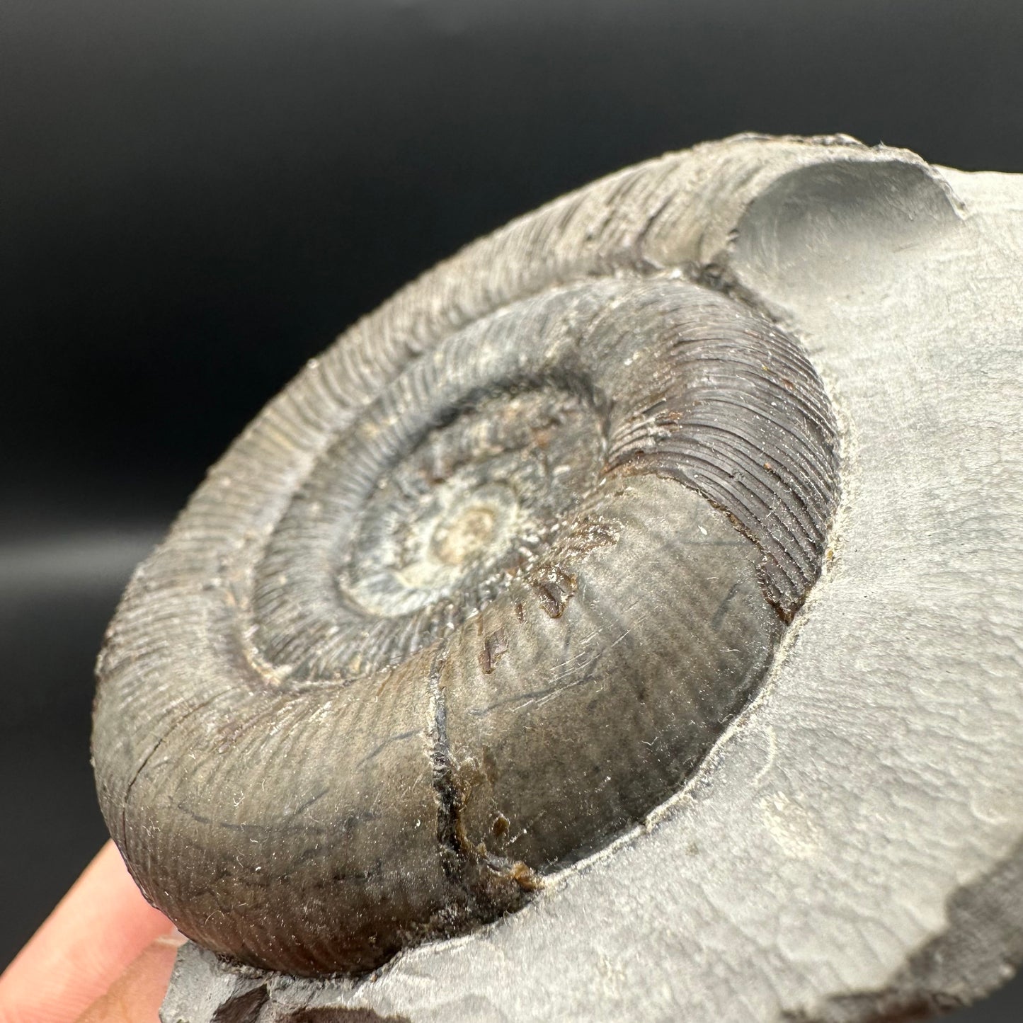 Dactylioceras tenuicostatum ammonite fossil with box and stand - Whitby, North Yorkshire Jurassic Coast