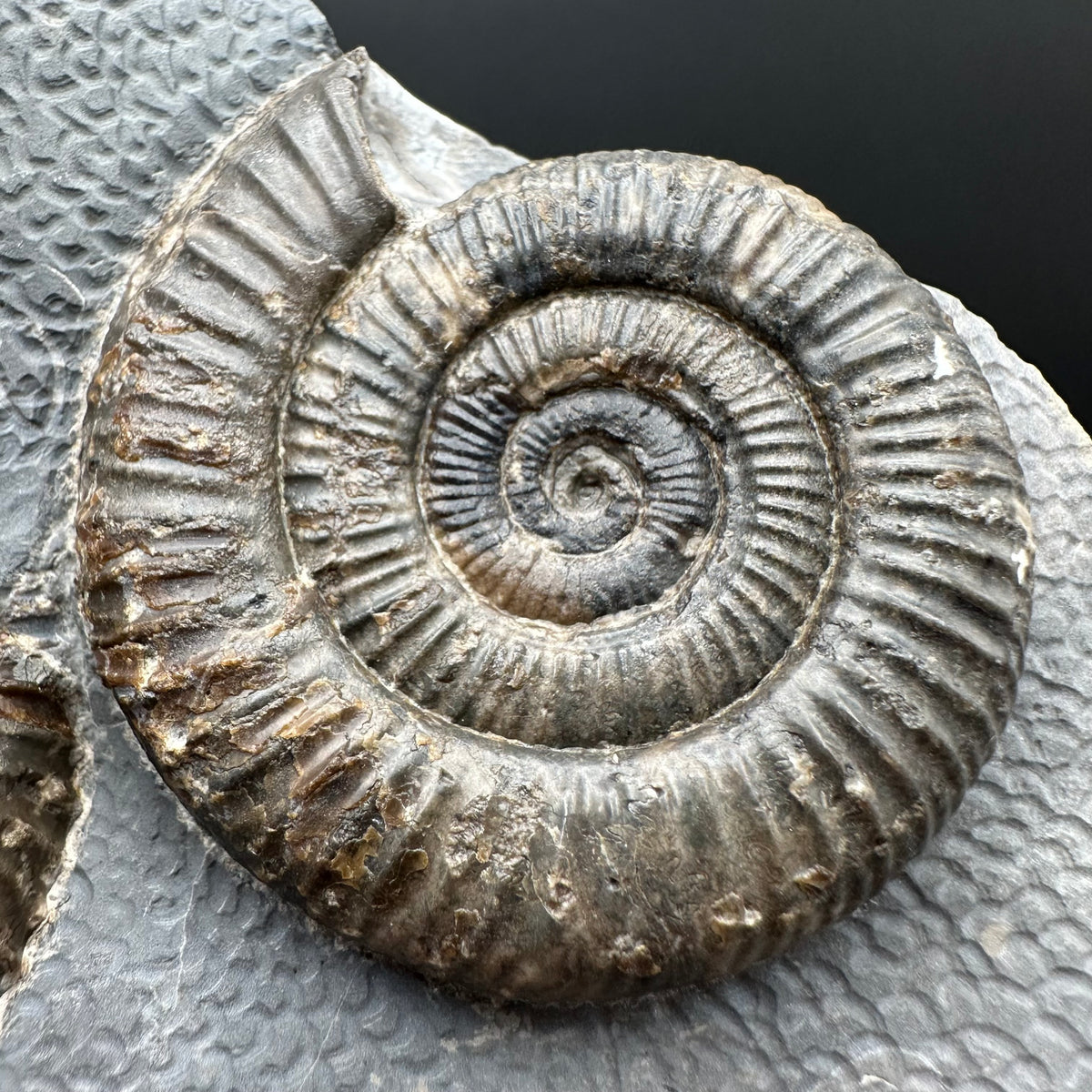 Dactylioceras Ammonite Fossil With Stand - Whitby, North Yorkshire Jurassic Coast Yorkshire Fossils