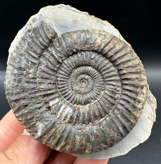 Dactylioceras Ammonite Fossil With Box And Stand - Whitby, North Yorkshire Jurassic Coast Yorkshire Fossils