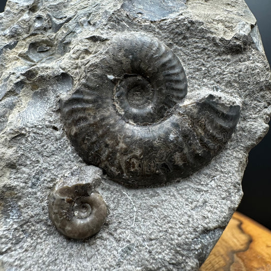 Grammoceras thoaurense Ammonite shell fossil with box and stand - Whitby, North Yorkshire, Yorkshire Fossils from the Jurassic Coast