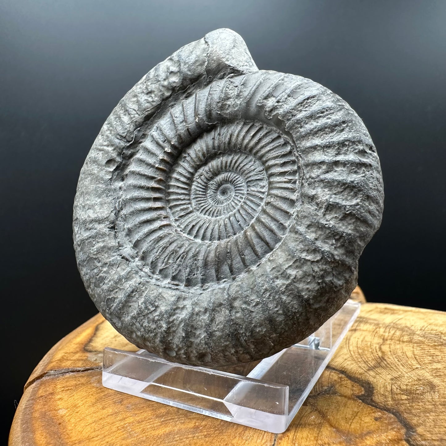 Dactylioceras Ammonite Fossil With box and Stand - Whitby, North Yorkshire Jurassic Coast Yorkshire Fossils