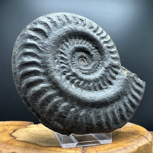 Hildoceras lusitanicum Ammonite fossil with stand - Whitby, North Yorkshire, Jurassic Coast, Yorkshire Fossils from the Jurassic Coast
