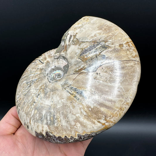 Cleoniceras Ammonite Fossil With Stand - Cretaceous Ammonite Madagascar