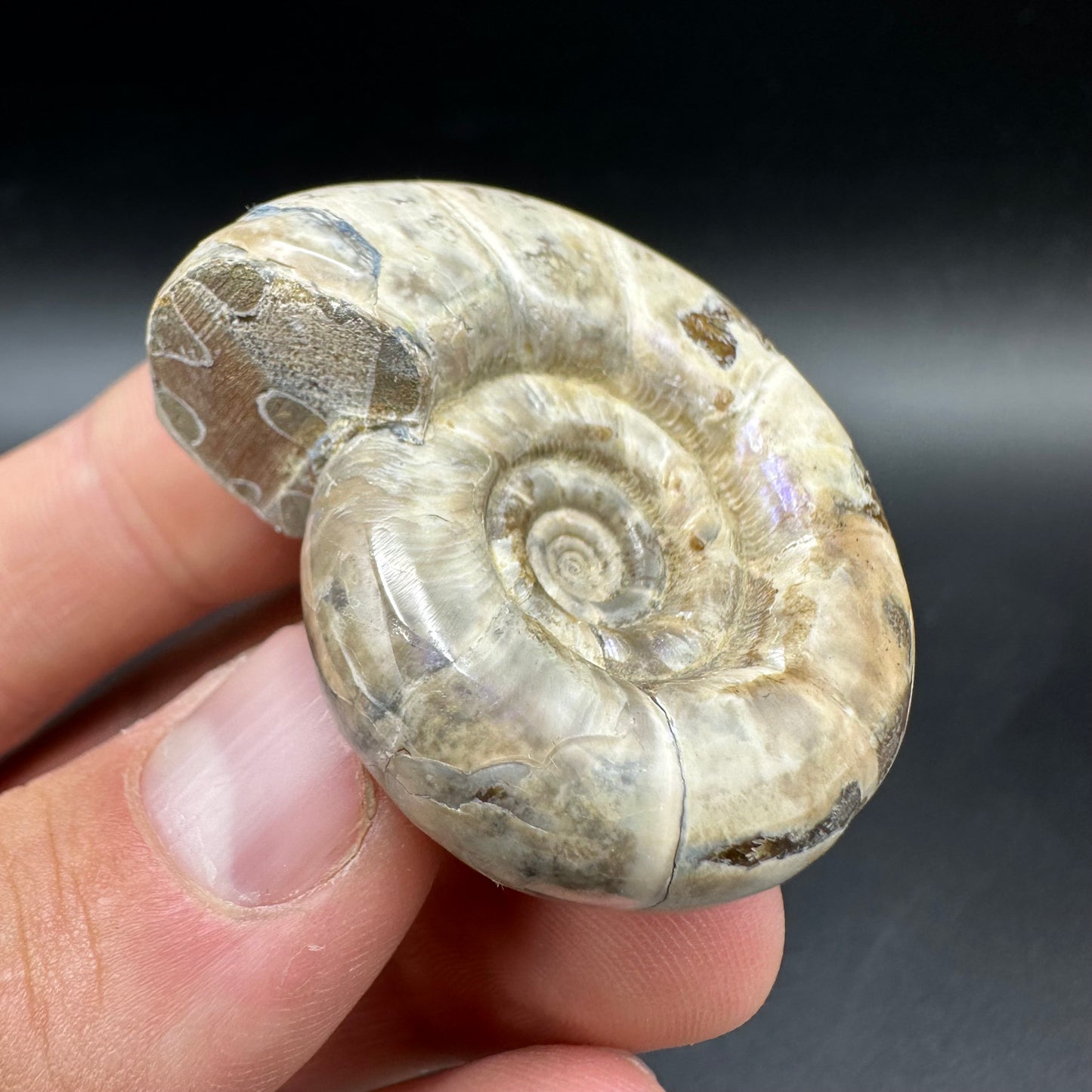 Lytoceras Ammonite Fossil With Box And Stand - Cretaceous Ammonite Madagascar