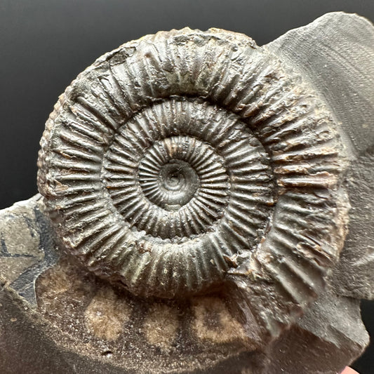 Dactylioceras Ammonite Fossil Gift Set - Whitby, North Yorkshire Jurassic Coast Yorkshire Fossils