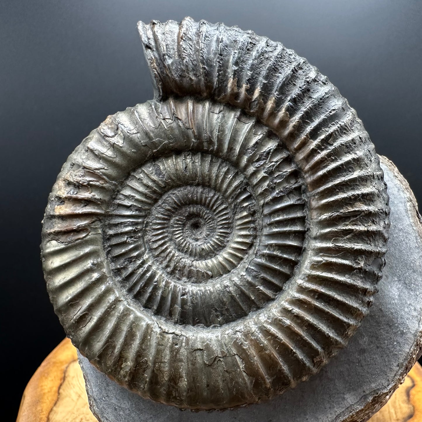 Dactylioceras Ammonite Fossil With box and Stand - Whitby, North Yorkshire Jurassic Coast Yorkshire Fossils
