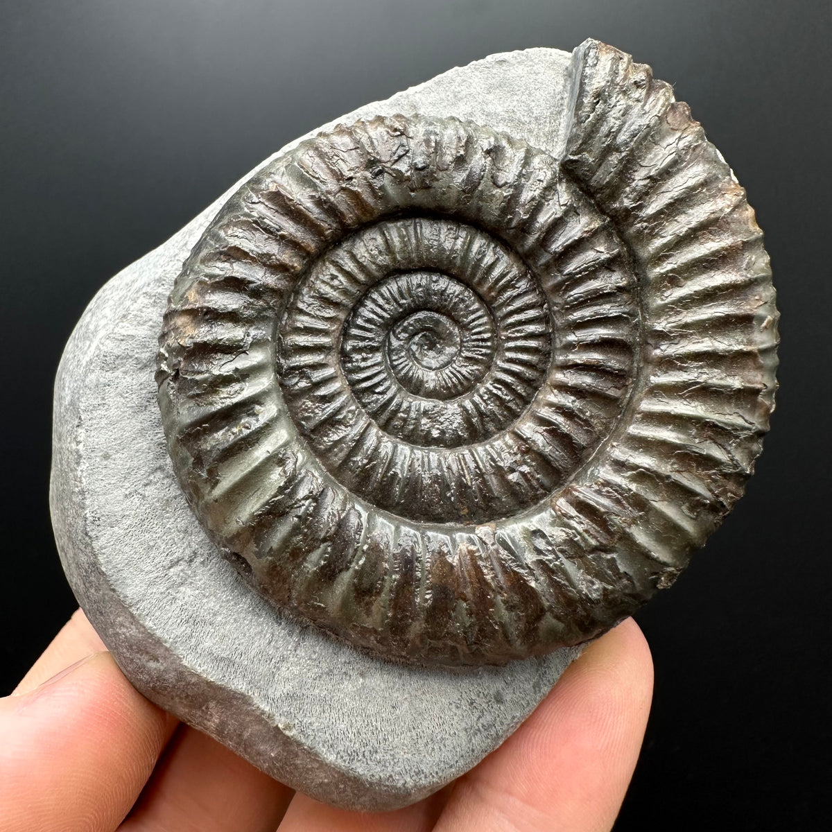 Dactylioceras Ammonite Fossil With box and Stand - Whitby, North Yorkshire Jurassic Coast Yorkshire Fossils