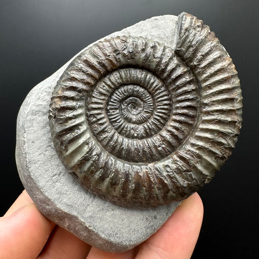 Dactylioceras Ammonite Fossil With box and Stand - Whitby, North Yorkshire Jurassic Coast Yorkshire Fossils