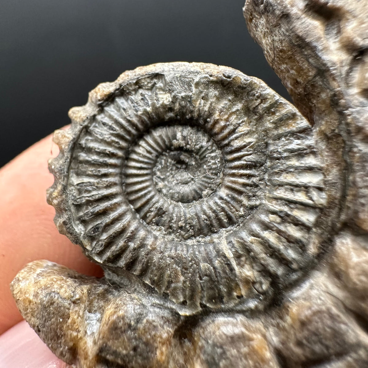 Snakestone Ammonite Fossil With Bag/Box And Stand - Whitby, North Yorkshire Jurassic Coast Yorkshire Fossils