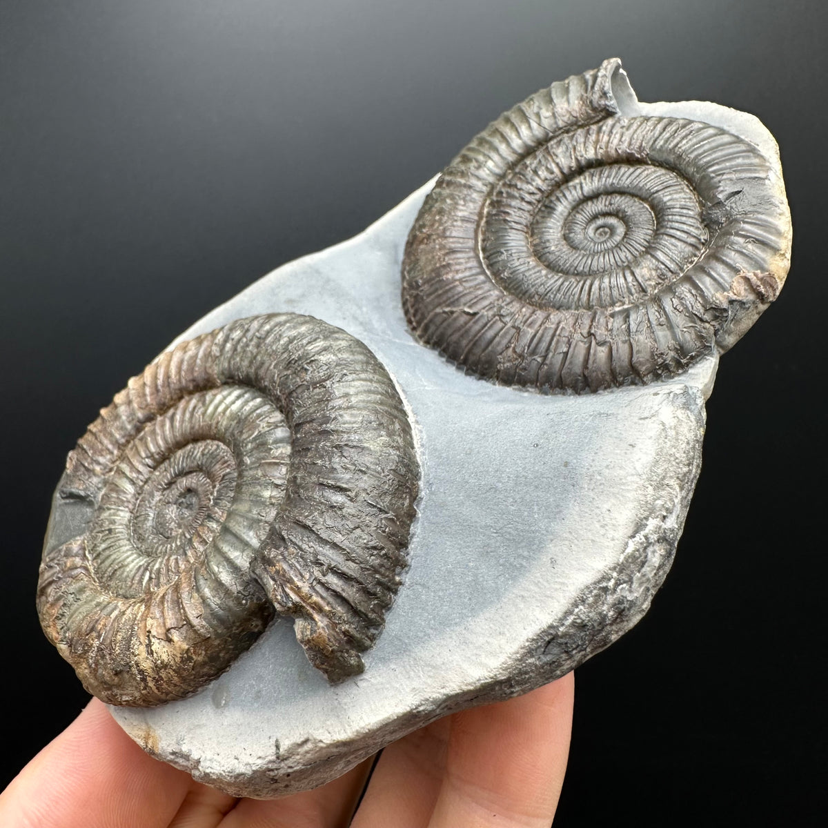 Dactylioceras Ammonite Fossil With Stand - Whitby, North Yorkshire Jurassic Coast Yorkshire Fossils