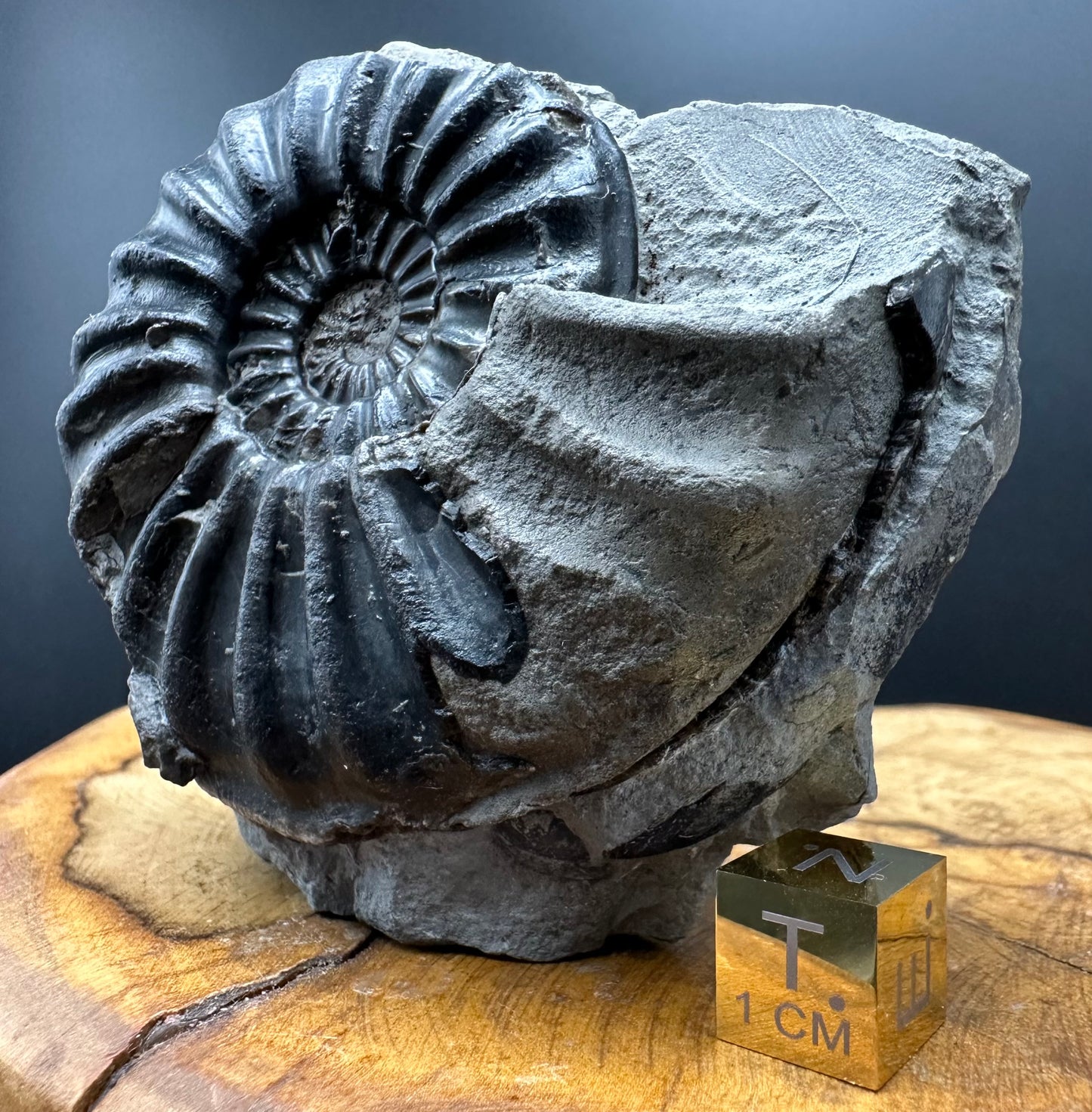 Asteroceras Ammonite fossil with box and stand - Whitby, North Yorkshire Jurassic Coast Yorkshire Fossils