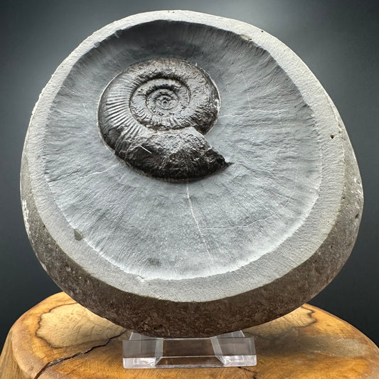 Dactylioceras semicelatum Ammonite Fossil With Stand- Whitby, North Yorkshire Jurassic Coast Yorkshire Fossils