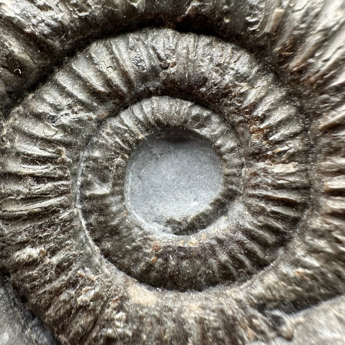 Dactylioceras Ammonite Fossil With Stand - Whitby, North Yorkshire Jurassic Coast Yorkshire Fossils
