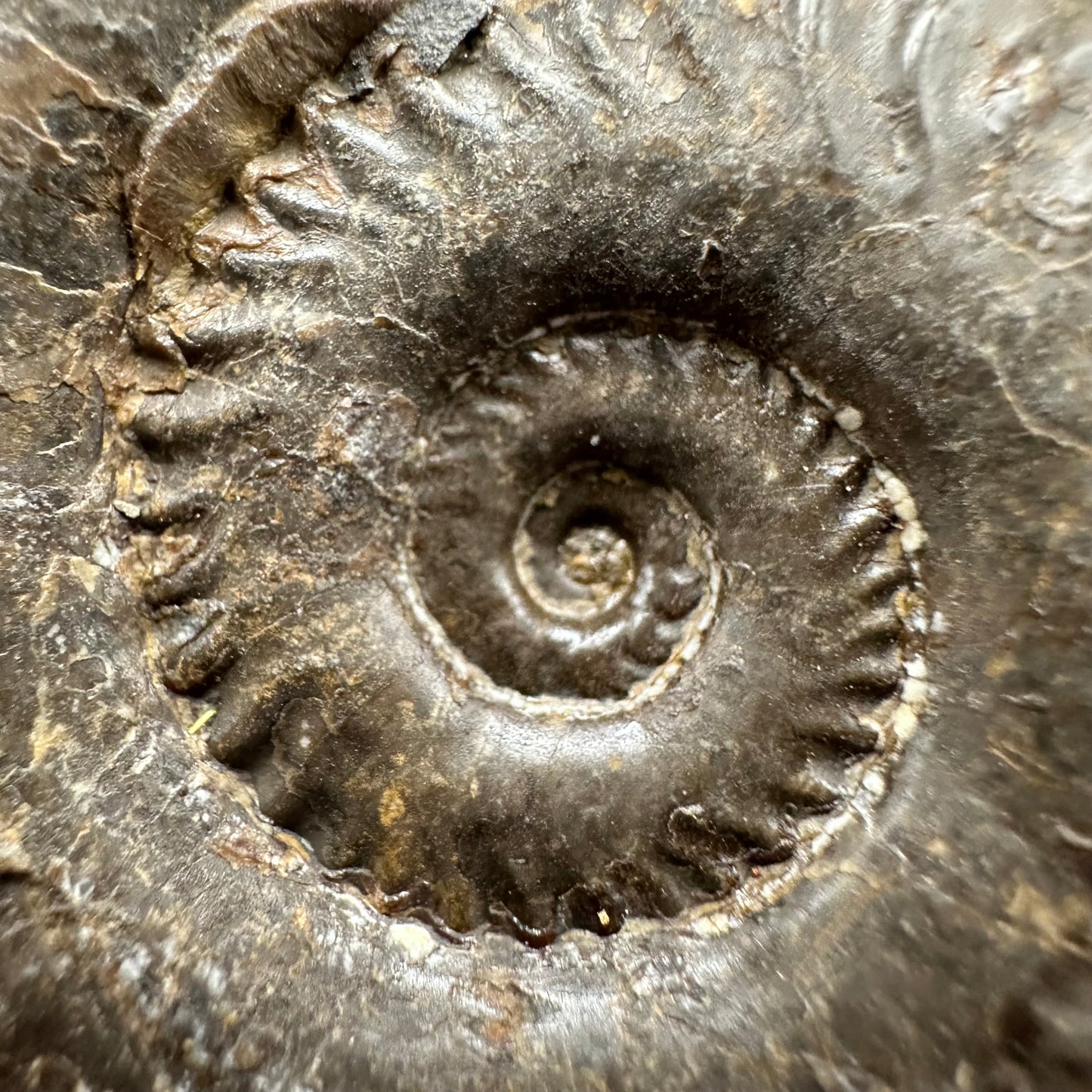 Hildoceras lusitanicum Ammonite fossil with box and stand - Whitby, North Yorkshire, Jurassic Coast, Yorkshire Fossils from the Jurassic Coast