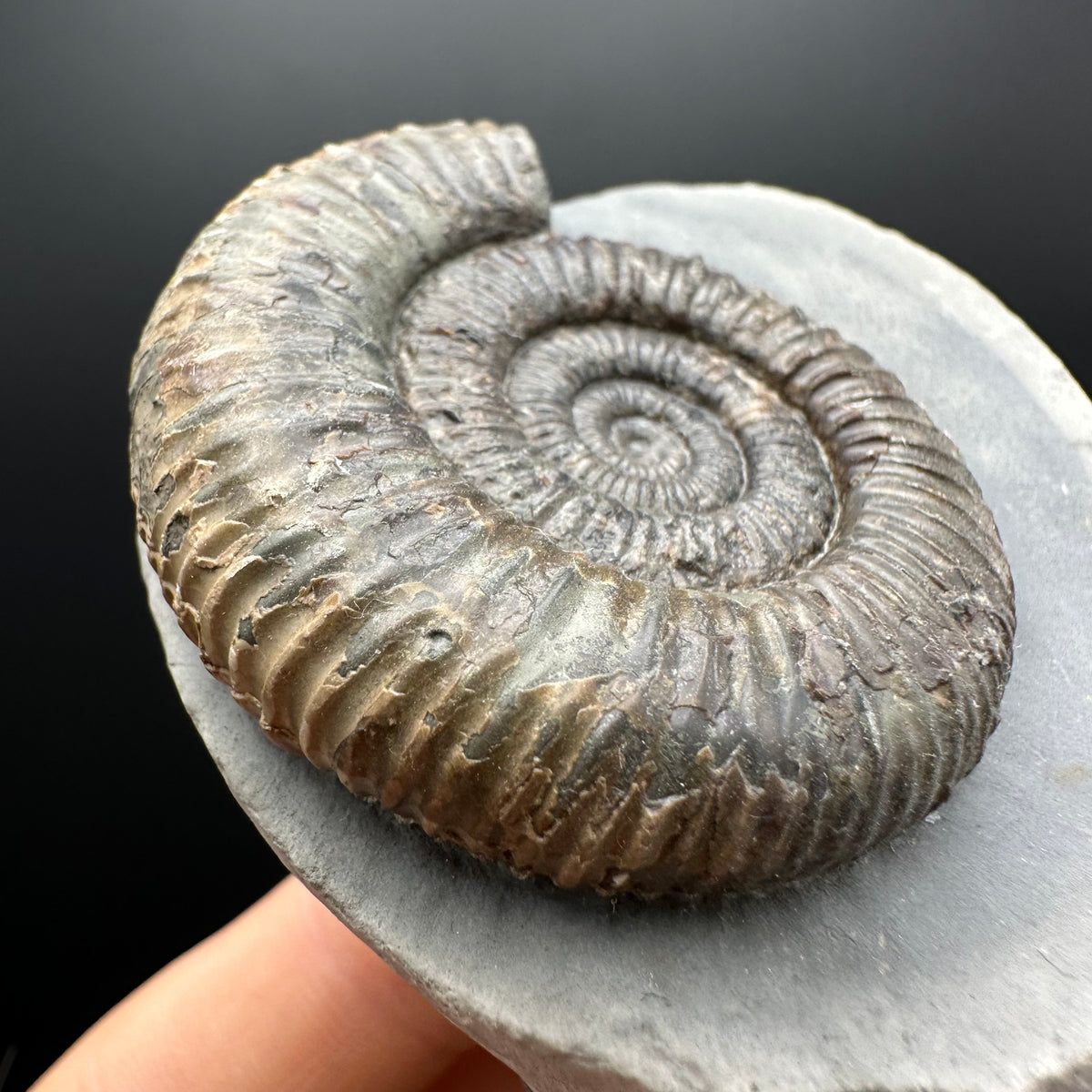 Dactylioceras Ammonite Fossil With box and Stand - Whitby, North Yorkshire Jurassic Coast Yorkshire Fossils