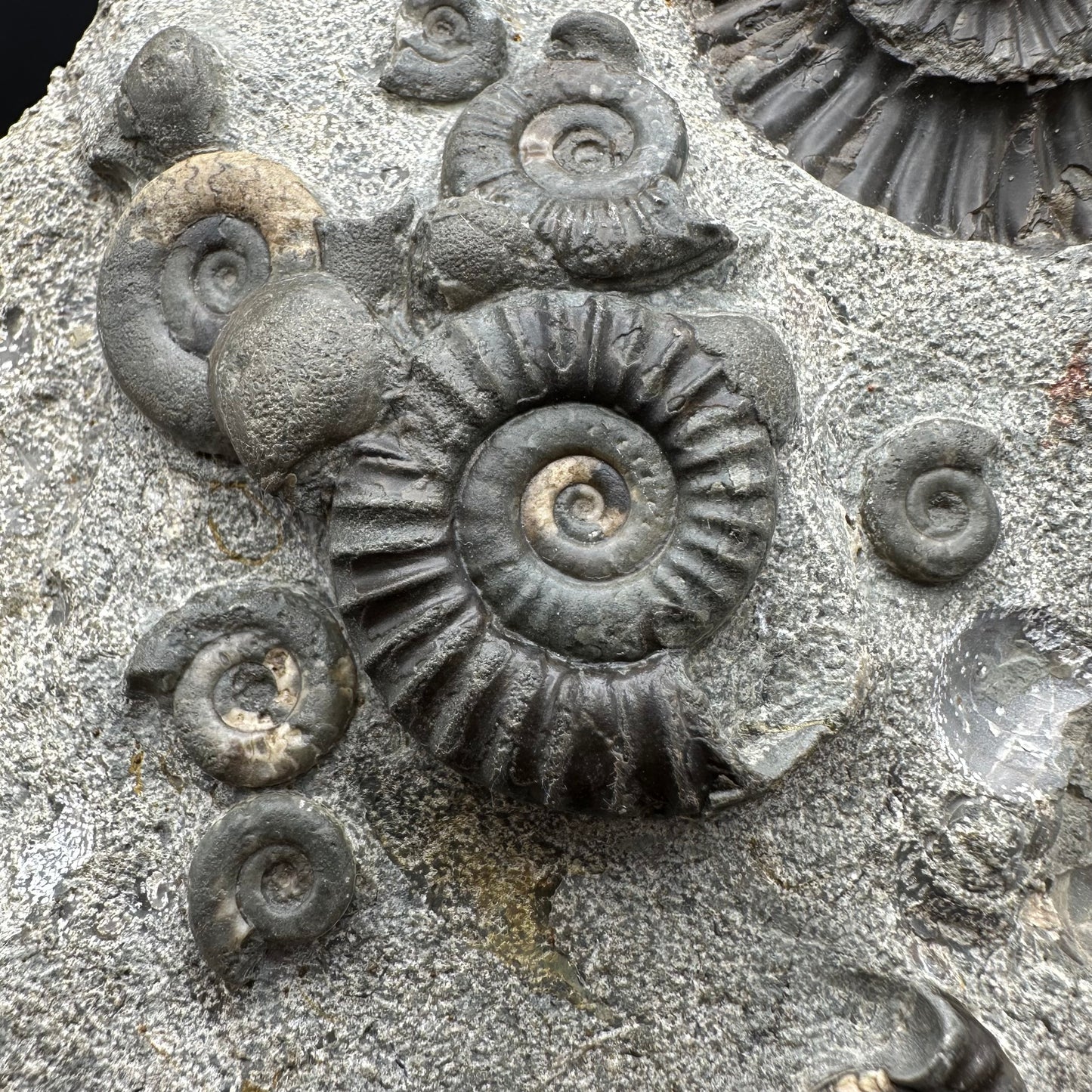 Arnioceras ammonite shell fossil with stand - Whitby, North Yorkshire Jurassic Coast Yorkshire Fossils