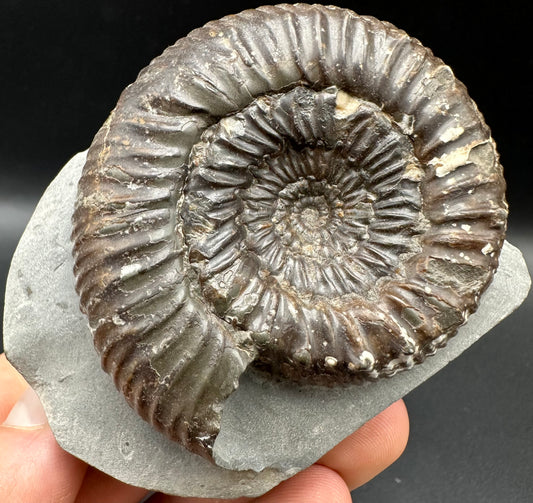 Peronoceras Sp. Ammonite fossil with box and stand - Whitby, North Yorkshire Jurassic Coast Yorkshire Fossils