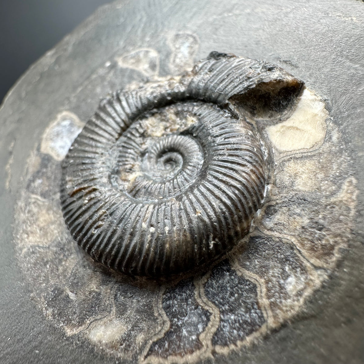 Dactylioceras Ammonite Fossil With box and Stand - Whitby, North Yorkshire Jurassic Coast Yorkshire Fossils