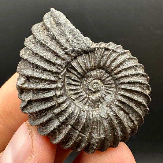 Schlothemia sp. ammonite fossil with box and stand - Whitby, North Yorkshire Jurassic Coast, Yorkshire fossils