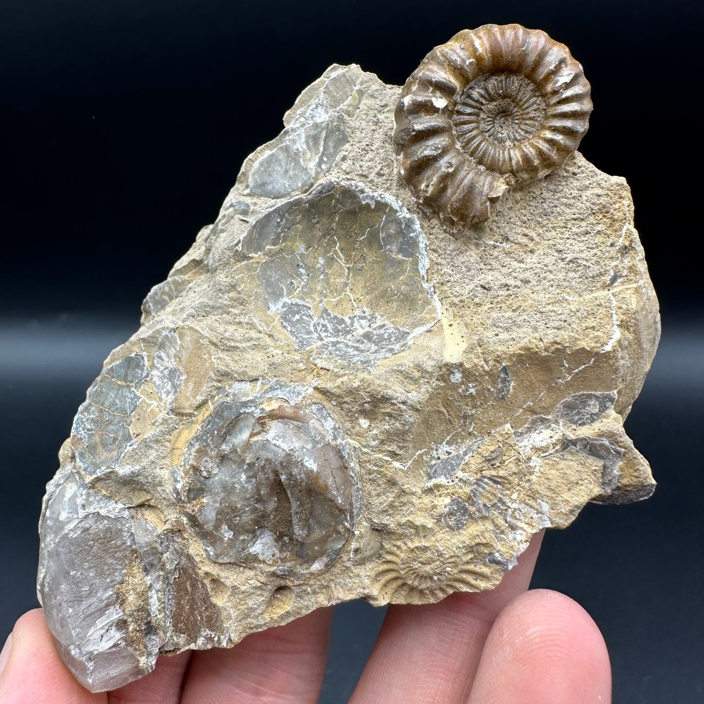 Androgynoceras Capricornus ammonite fossil with box and stand - Whitby, North Yorkshire Jurassic Coast Yorkshire Fossils