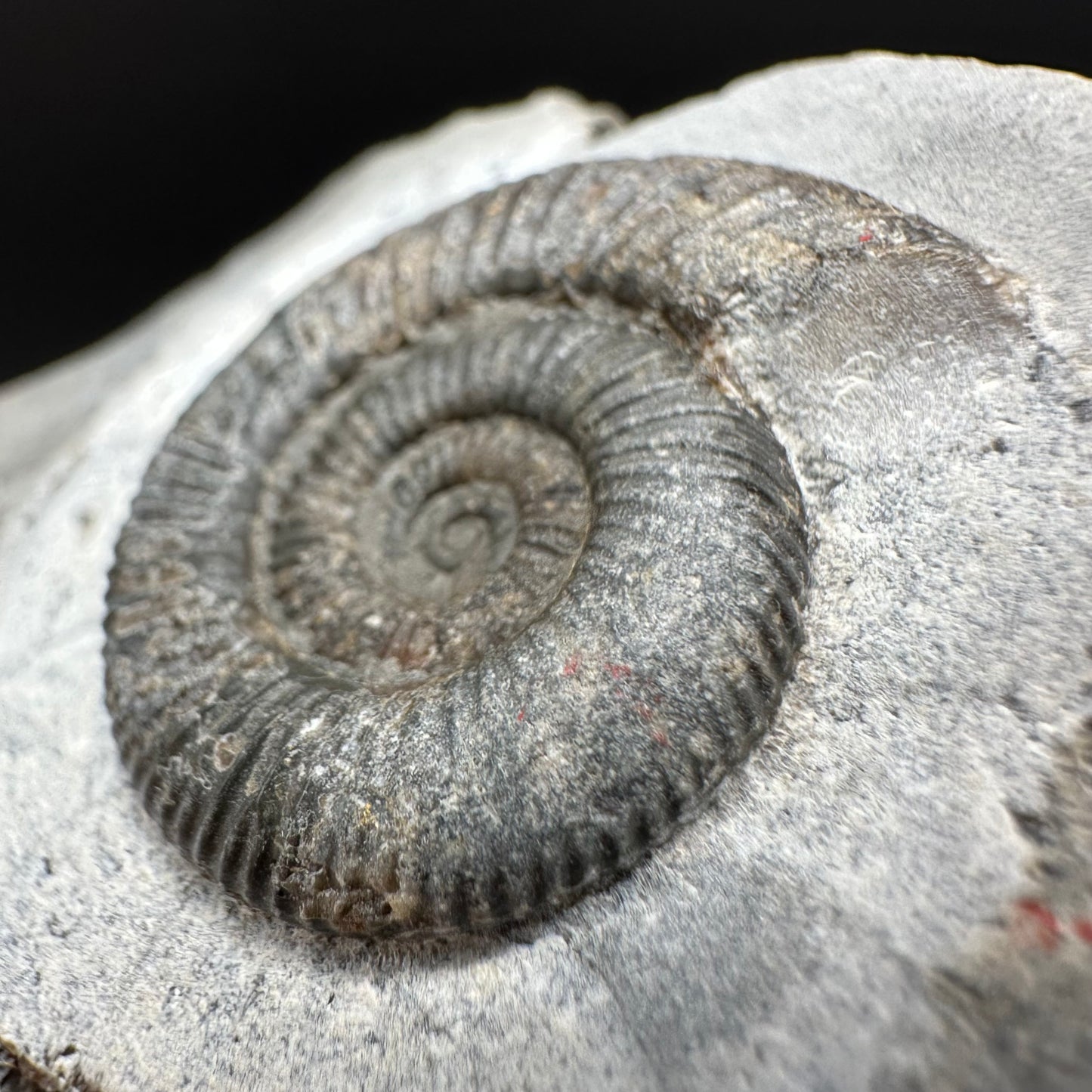 Dactylioceras Ammonite Fossil With Box And Stand - Whitby, North Yorkshire Jurassic Coast Yorkshire Fossils