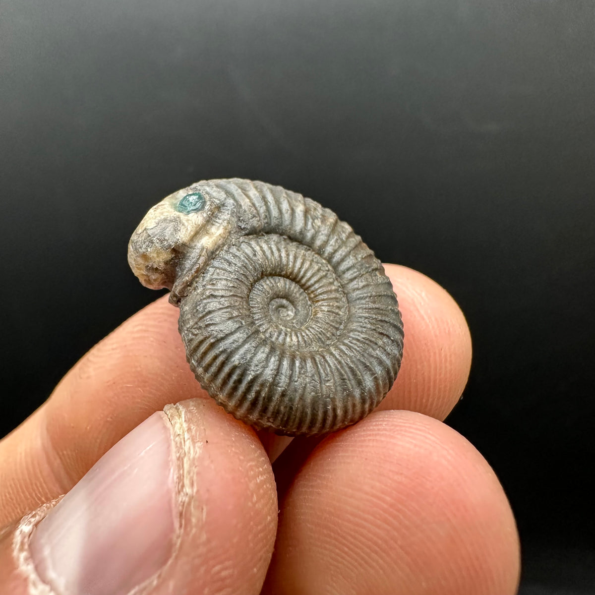 Snakestone Ammonite Fossil With Bag/Box And Stand - Whitby, North Yorkshire Jurassic Coast Yorkshire Fossils