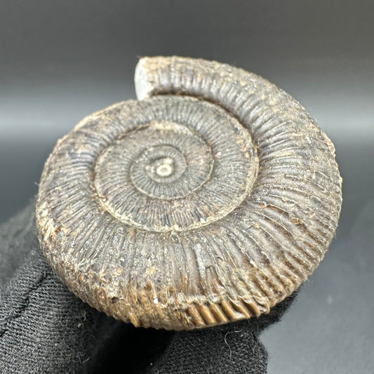 Dactylioceras Ammonite Fossil With Box And Stand - Whitby, North Yorkshire Jurassic Coast Yorkshire Fossils