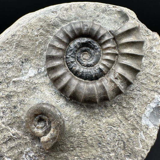 Arnioceras ammonite shell fossil with box and stand - Whitby, North Yorkshire Jurassic Coast Yorkshire Fossils
