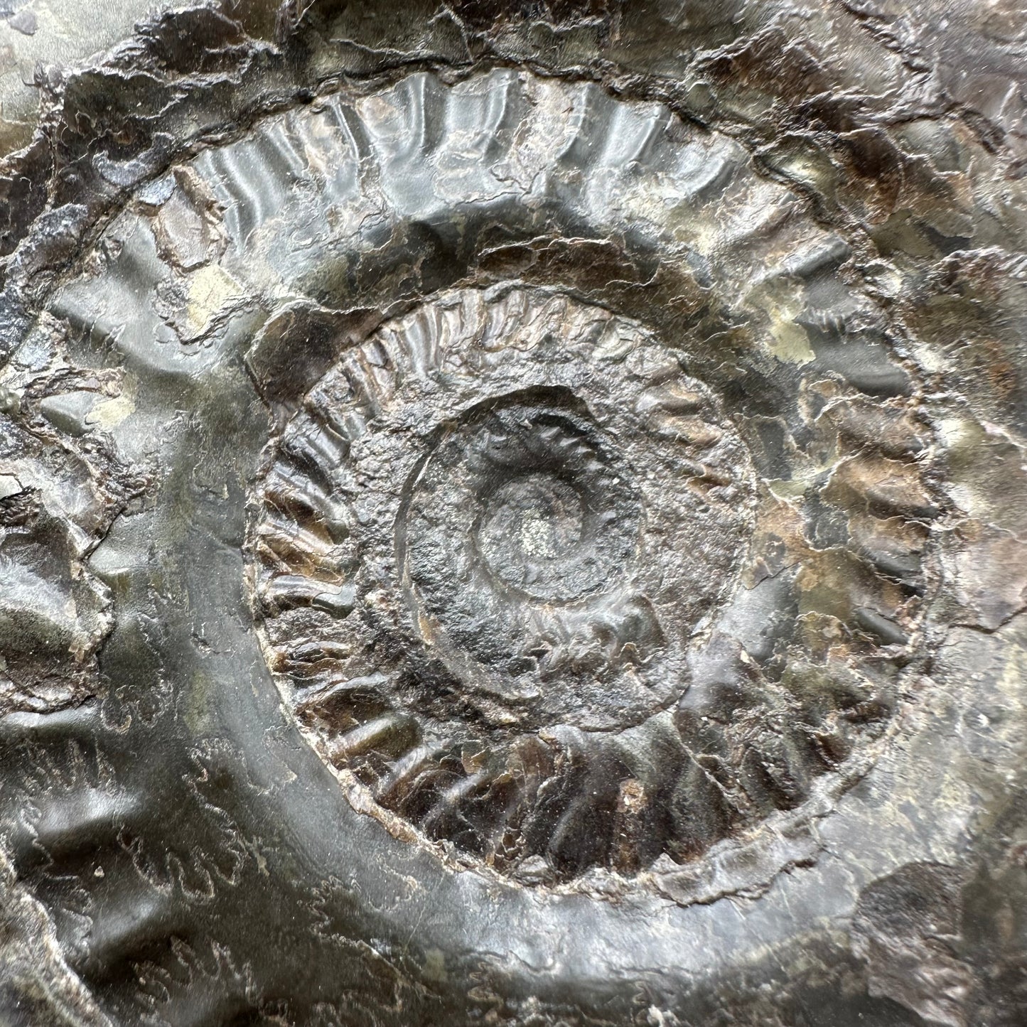 Hildoceras lusitanicum Ammonite fossil - Whitby, North Yorkshire, Jurassic Coast, Yorkshire Fossils from the Jurassic Coast