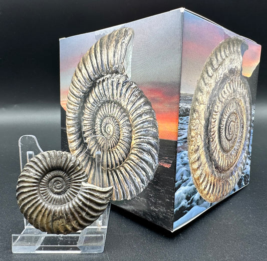 Schlothemia sp. ammonite fossil with box and stand - Whitby, North Yorkshire Jurassic Coast, Yorkshire fossils