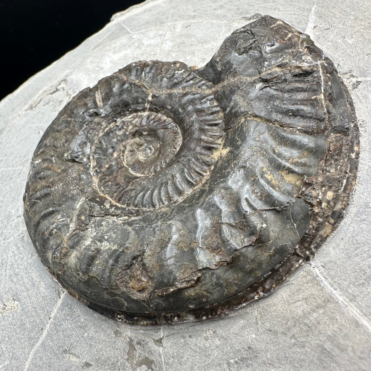 Hildoceras lusitanicum Ammonite fossil with box and stand - Whitby, North Yorkshire, Jurassic Coast, Yorkshire Fossils from the Jurassic Coast