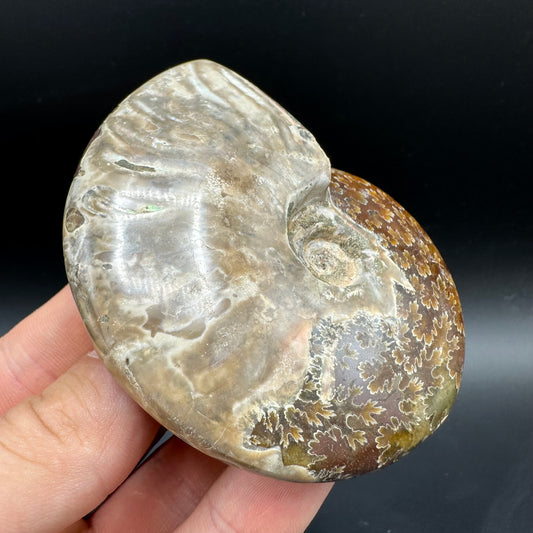 Cleoniceras Ammonite Fossil With Box And Stand - Cretaceous Ammonite Madagascar