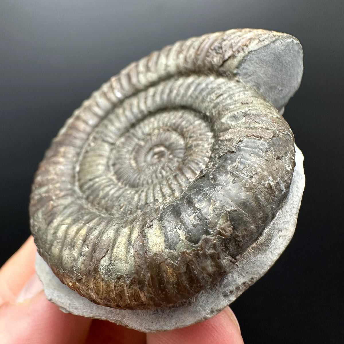 Dactylioceras Ammonite Fossil With box and Stand - Whitby, North Yorkshire Jurassic Coast Yorkshire Fossils