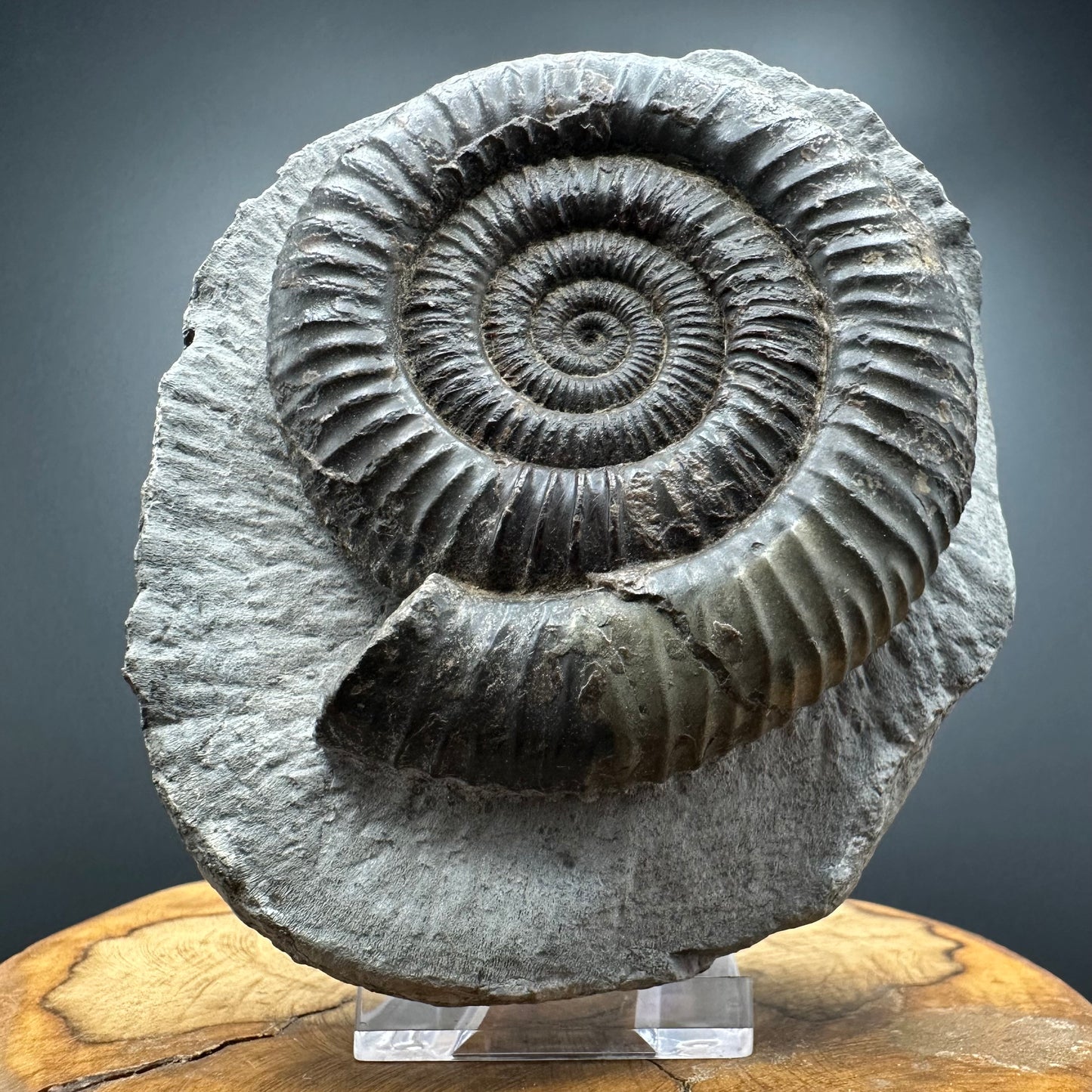 Dactylioceras Ammonite Fossil With box and Stand - Whitby, North Yorkshire Jurassic Coast Yorkshire Fossils