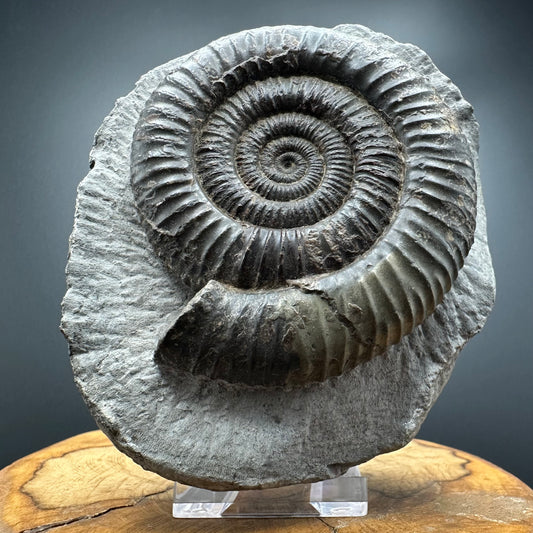 Dactylioceras Ammonite Fossil With box and Stand - Whitby, North Yorkshire Jurassic Coast Yorkshire Fossils
