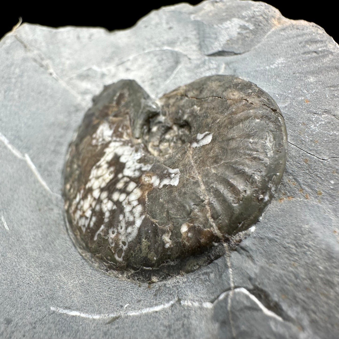 Pseudolioceras lythense Ammonite fossil with box and stand - Whitby, North Yorkshire, Yorkshire Fossils on the Jurassic Coast