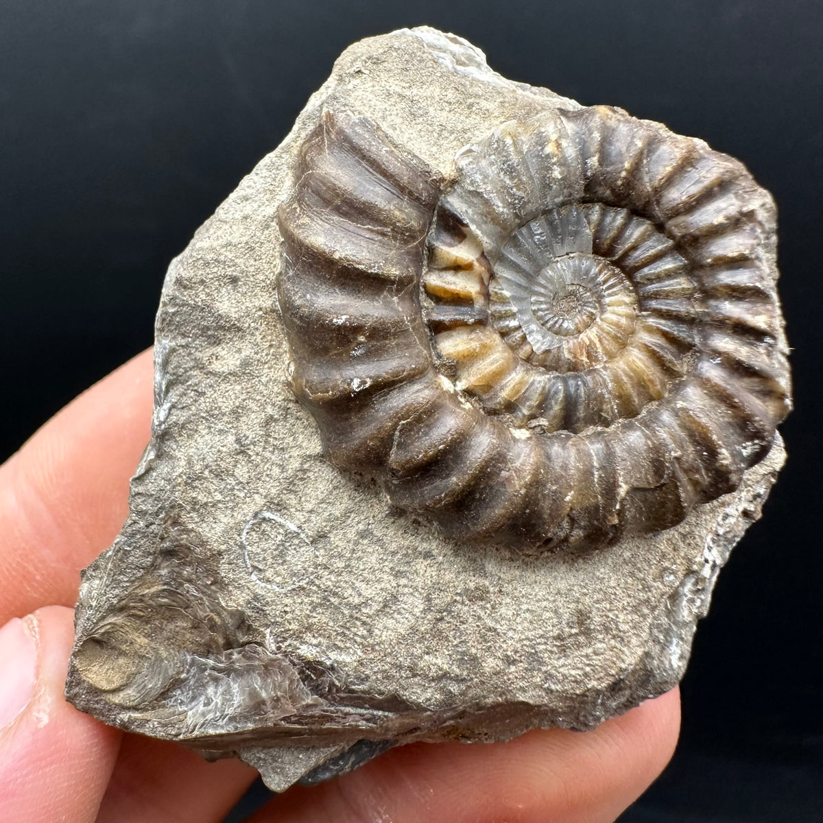 Androgynoceras capricornus Ammonite Fossil With Stand - Whitby, North Yorkshire Jurassic Coast Yorkshire Fossils