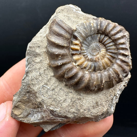 Androgynoceras capricornus Ammonite Fossil With Stand - Whitby, North Yorkshire Jurassic Coast Yorkshire Fossils