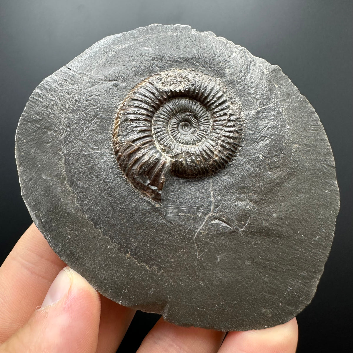 Dactylioceras Ammonite Fossil With box and Stand - Whitby, North Yorkshire Jurassic Coast Yorkshire Fossils