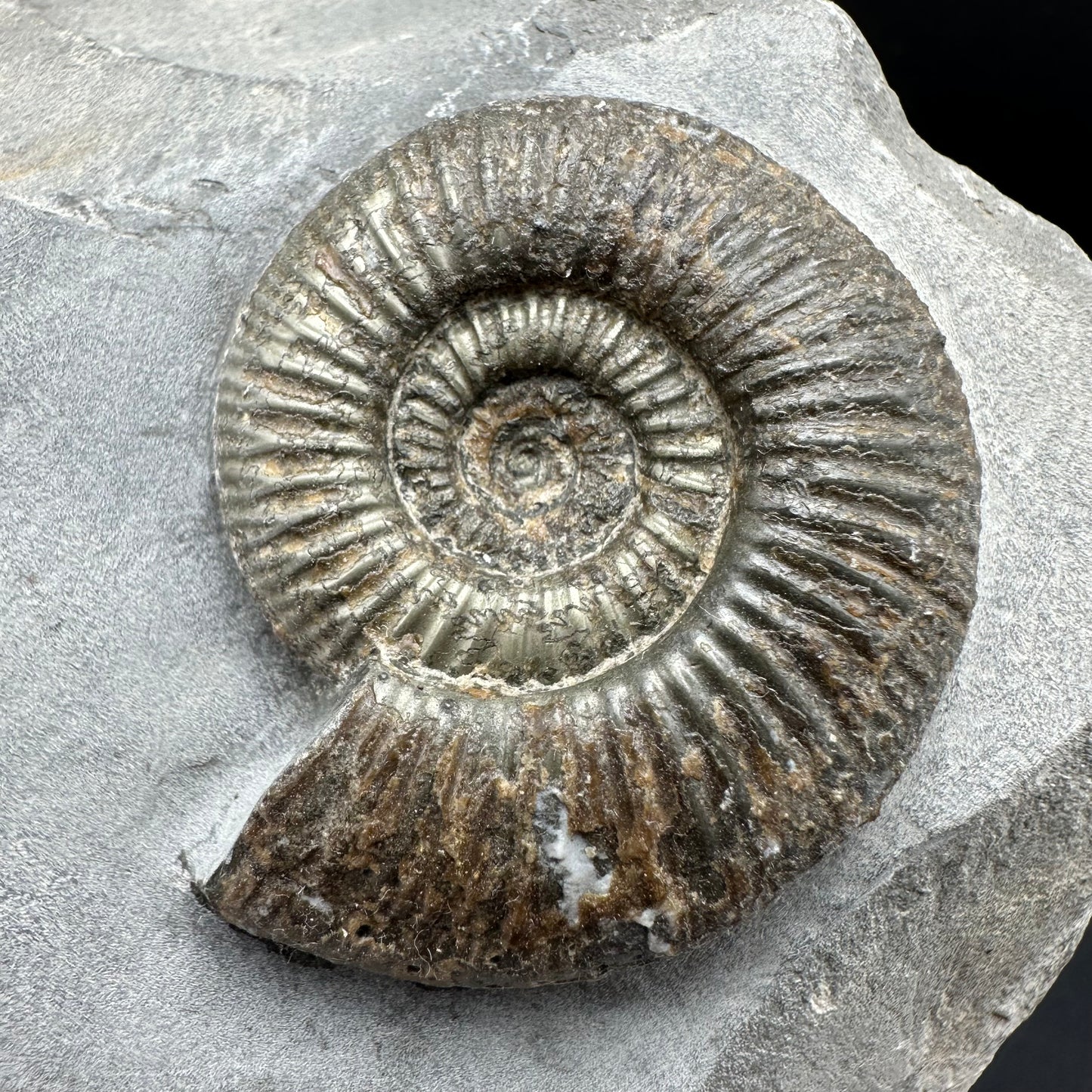 Dactylioceras semicelatum Ammonite fossil - Whitby, North Yorkshire Jurassic Coast Yorkshire Fossils