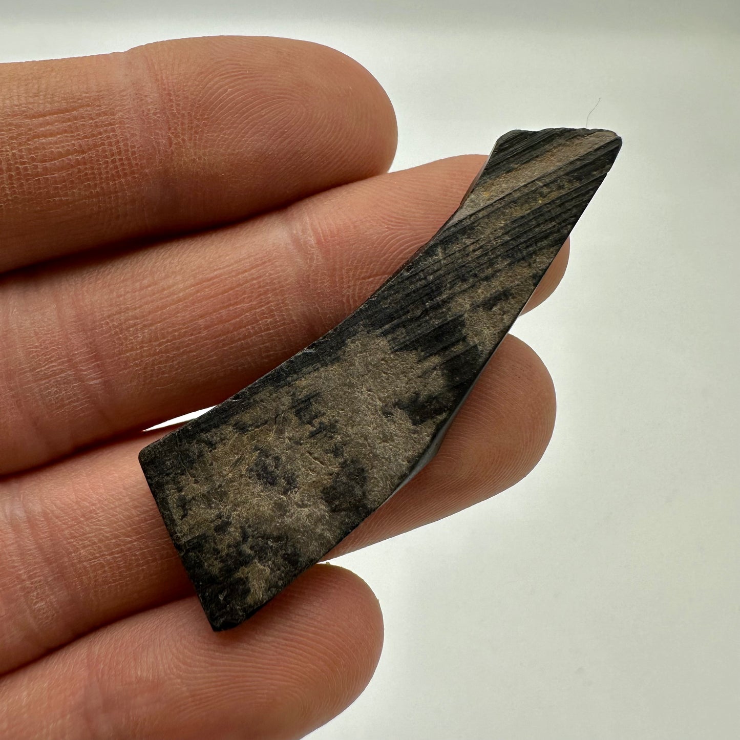 Whitby Jet Specimen (Fossil Wood) - Whitby, North Yorkshire, Jurassic Coast Yorkshire Fossils