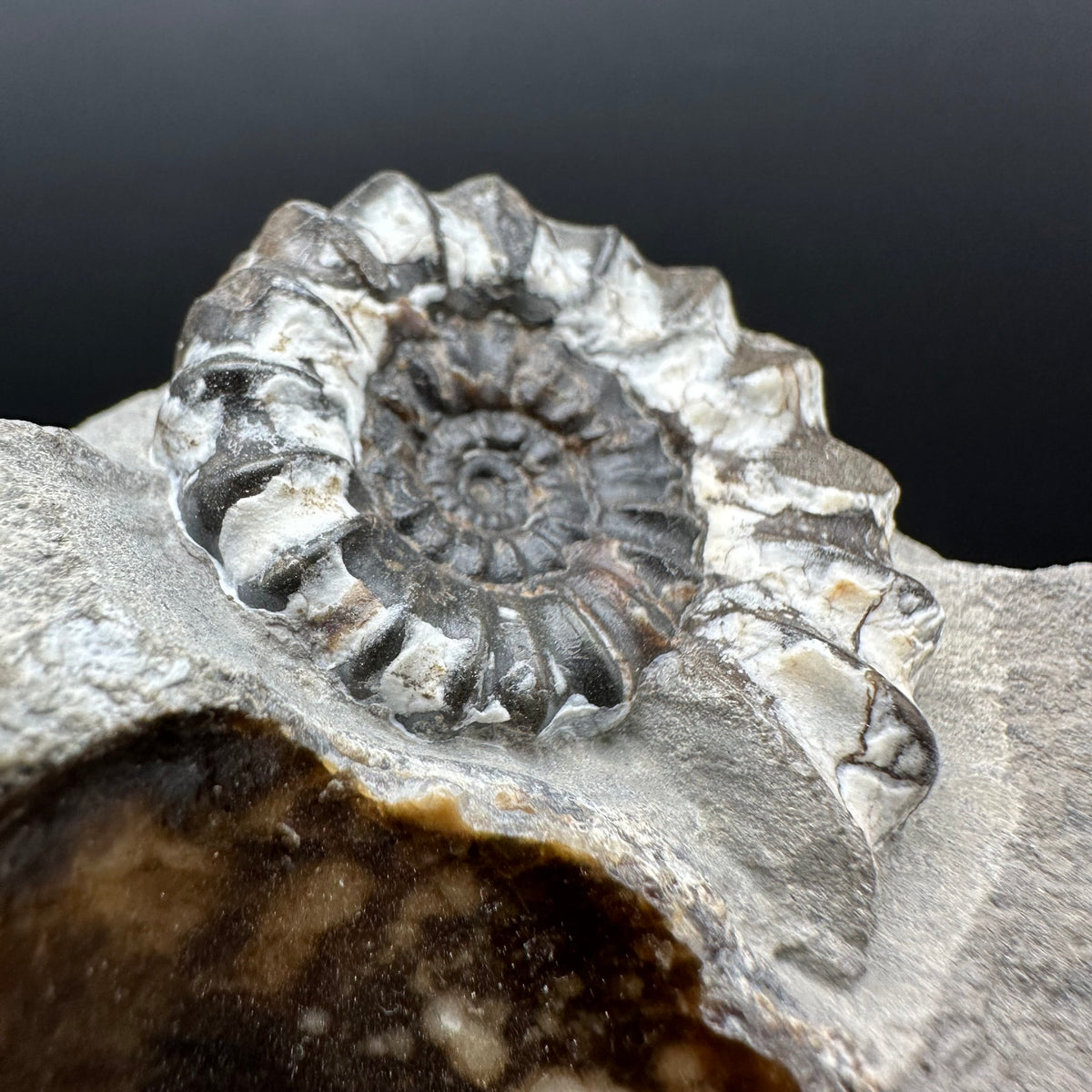 Androgynoceras maculatum ammonite fossil with box and stand - Whitby, North Yorkshire Jurassic Coast Yorkshire Fossils