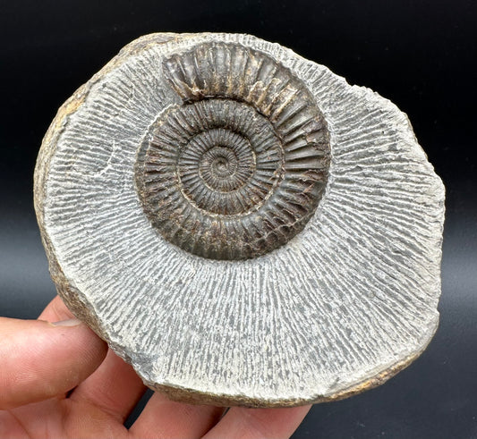 Dactylioceras Ammonite Fossil With box and Stand - Whitby, North Yorkshire Jurassic Coast Yorkshire Fossils