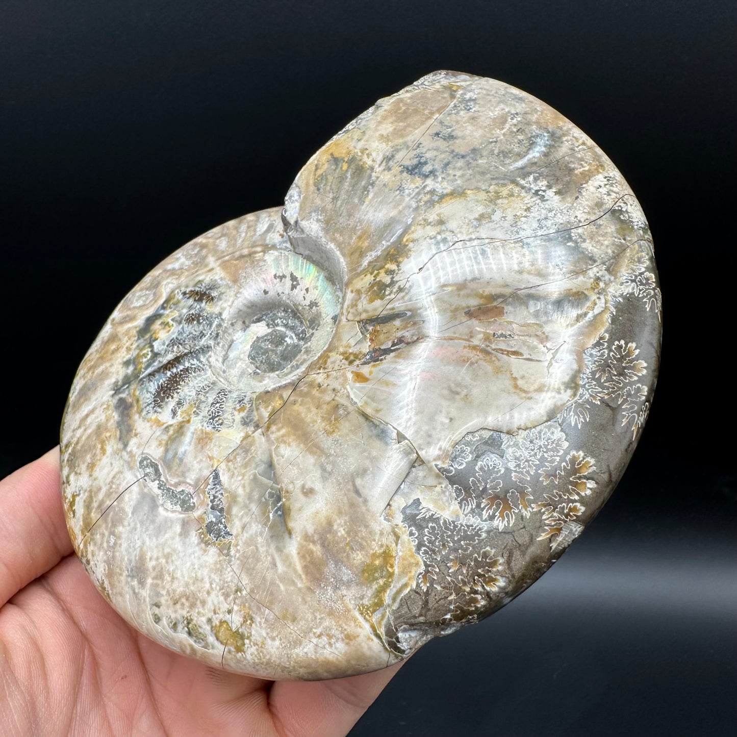 Cleoniceras Ammonite Fossil With Stand - Cretaceous Ammonite Madagascar