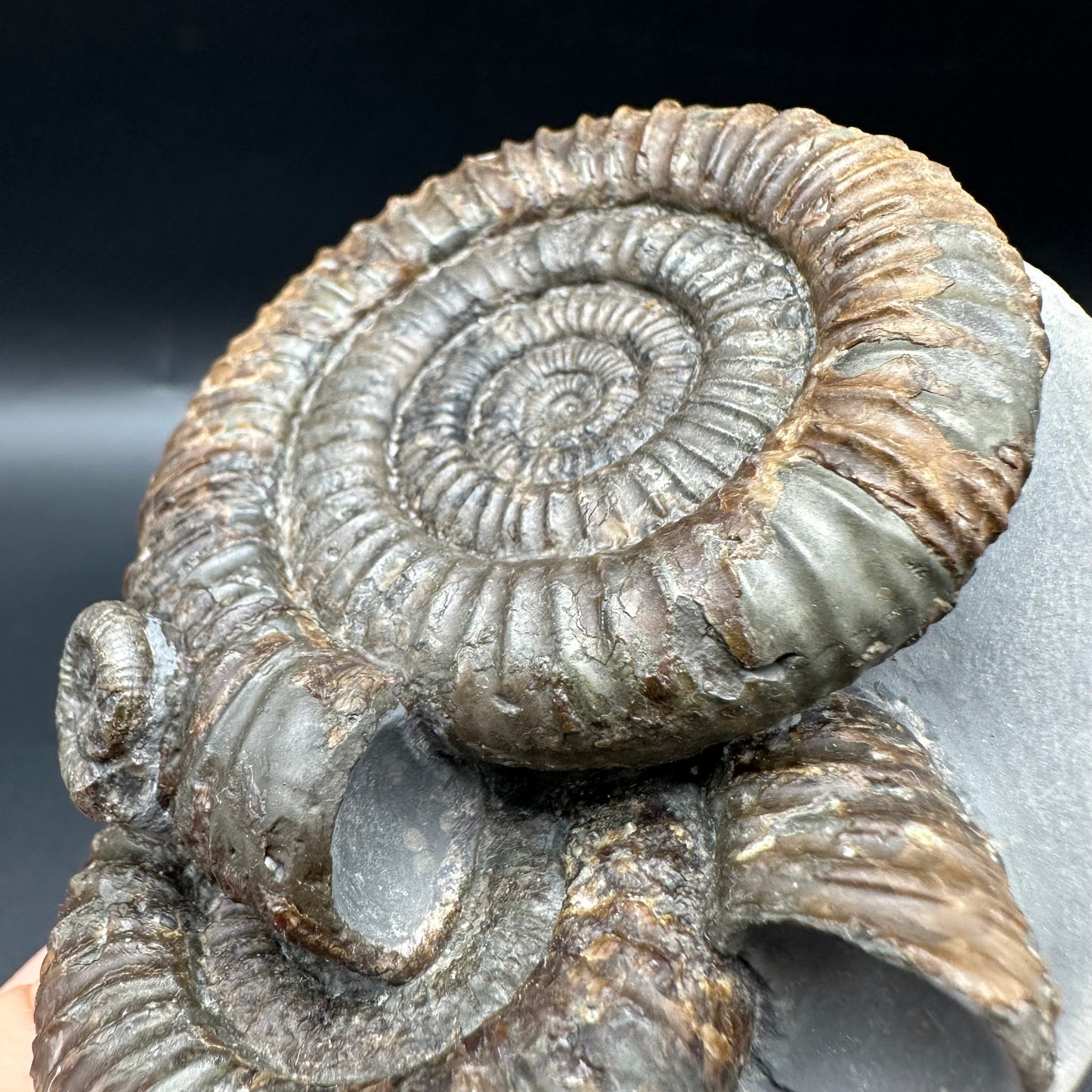 Dactylioceras Multi ammonite fossil with box and stand - Whitby, North Yorkshire Jurassic Coast, Yorkshire Fossils