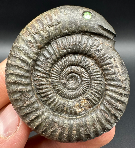 Snakestone Ammonite Fossil With Bag/Box And Stand - Whitby, North Yorkshire Jurassic Coast Yorkshire Fossils